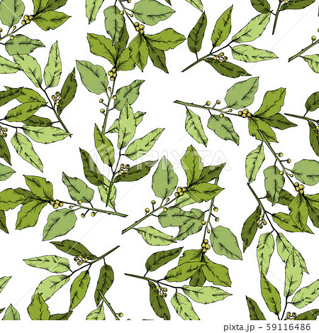 Vector green laurus leaf. Leaf plant botanical garden floral foliage. Seamless background pattern. 59116486
