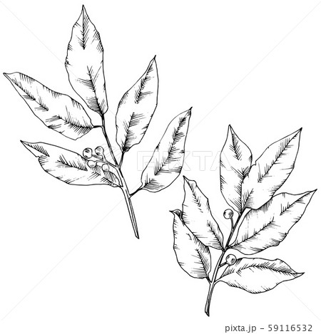 Vector laurus leaf. Leaf plant botanical garden floral foliage. Isolated illustration element. Vector laurus leaf. Leaf plant botanical garden floral foliage. Isolated illustration element. 59116532