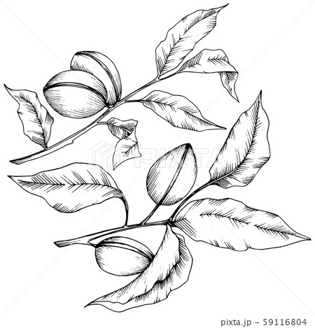 Almond in a vector style isolated. Isolated illustration element. 59116804
