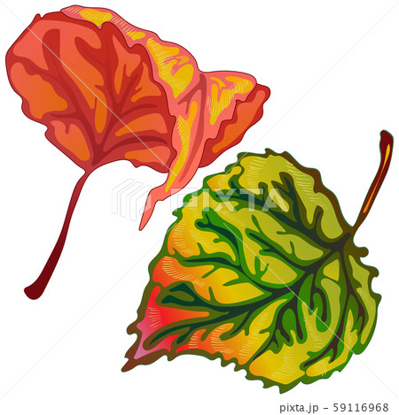 Vector autumn leaves of poplar. Isolated illustration element. 59116968