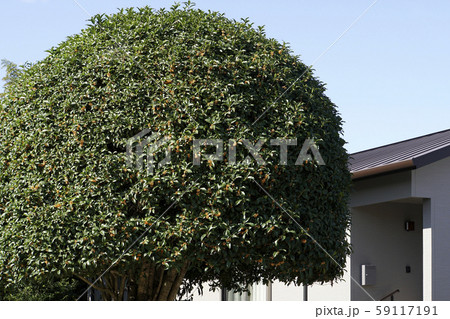 キンモクセイの木 キンモクセイの木 59117191