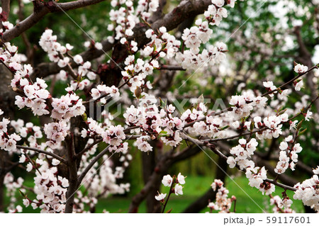 Cherry tree blossoms in forest Cherry tree blossoms in forest 59117601