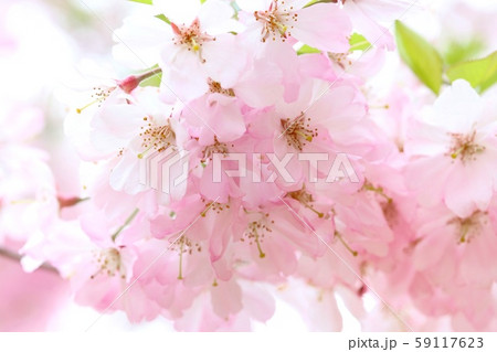 桜の花　高密度　ピンク色 59117623