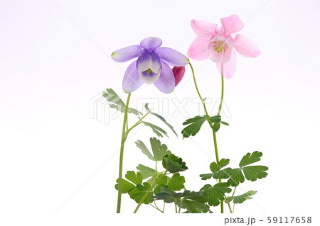 ミヤマオダマキ　青花　桃色花 59117658