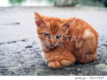 仔猫　かわいい 59117697