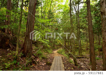 赤沢自然休養林の風景 59117881