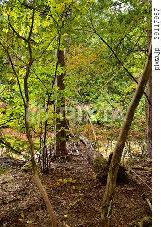 赤沢自然休養林の風景 赤沢自然休養林の風景 59117937