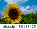 武蔵村山のひまわり畑と青空 59118425