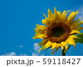 武蔵村山のひまわりと青空 59118427