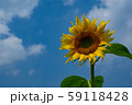 武蔵村山のひまわりと青空 59118428