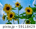 武蔵村山のひまわりと青空 59118429