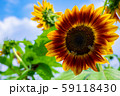 武蔵村山のひまわりと青空 59118430