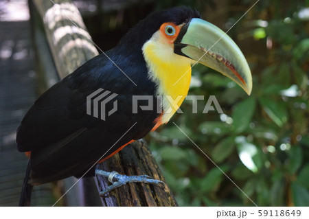 イグアスの滝周辺 バードパーク イグアスの滝周辺 バードパーク 59118649