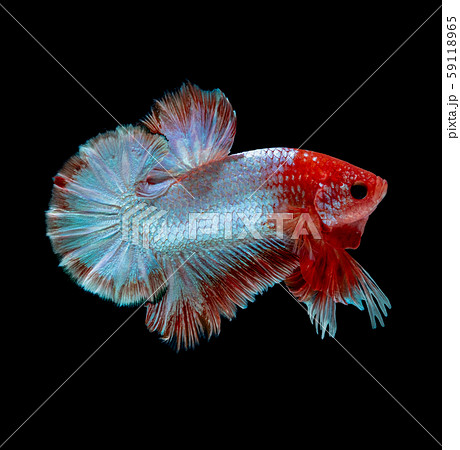 betta fish hellboy