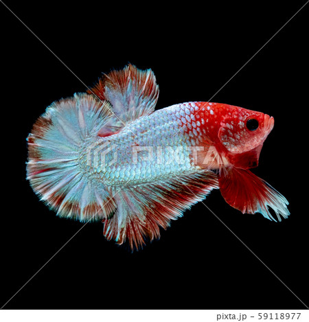 betta fish hellboy