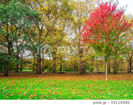 秋のロンドン グリーン パークの写真素材