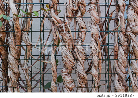 金網に巻き付いた木本性と思われるツル植物の写真素材