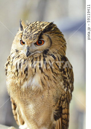 ベンガルワシミミズク 59119411