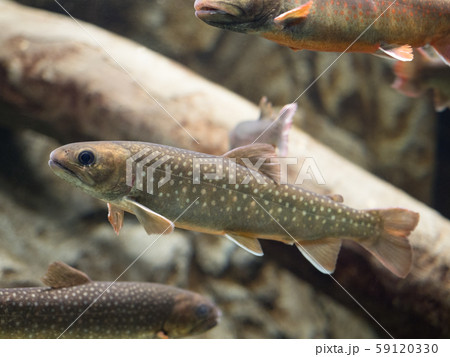 ニッコウイワナ 59120330