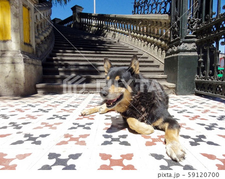のら犬の昼寝 のら犬の昼寝 59120700