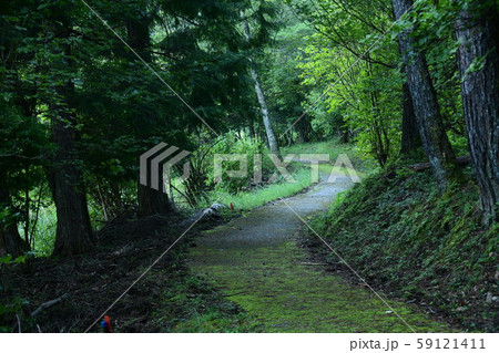 黒澤湿原の登山道 59121411