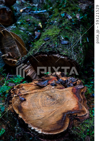 切り株 切り株 59121529