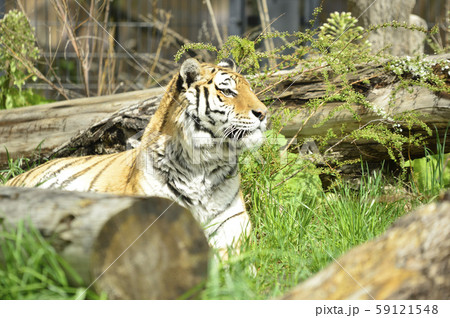 【トラ、虎】アムールトラ 59121548