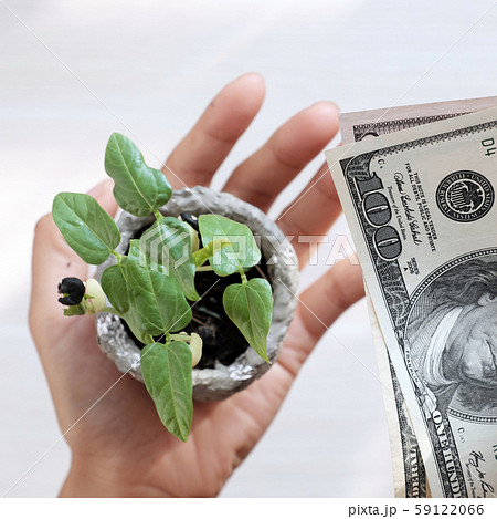 A human hand hold seedlings, another hold tight money, top view on white A human hand hold seedlings, another hold tight money, top view on white 59122066
