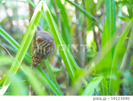 フィリピンのターシャモンキー 59123090