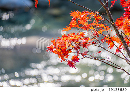 紅葉 もみじ 玉ボケ 高瀬渓谷 【長野県】 紅葉 もみじ 玉ボケ 高瀬渓谷 【長野県】 59123689