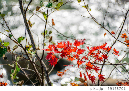 紅葉　もみじ　玉ボケ　高瀬渓谷　【長野県】 59123701