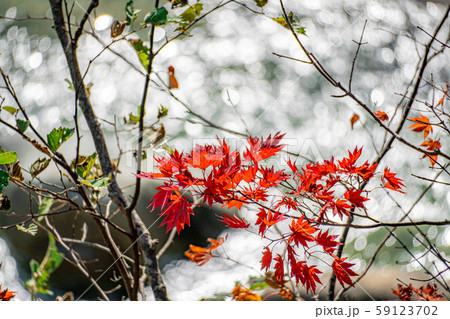 紅葉 もみじ 玉ボケ 高瀬渓谷 【長野県】 紅葉 もみじ 玉ボケ 高瀬渓谷 【長野県】 59123702