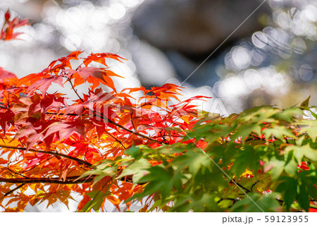 紅葉　もみじ　玉ボケ　高瀬渓谷　【長野県】 59123955