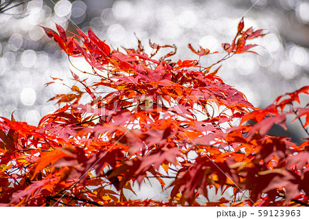 紅葉 もみじ 玉ボケ 高瀬渓谷 【長野県】 紅葉 もみじ 玉ボケ 高瀬渓谷 【長野県】 59123963