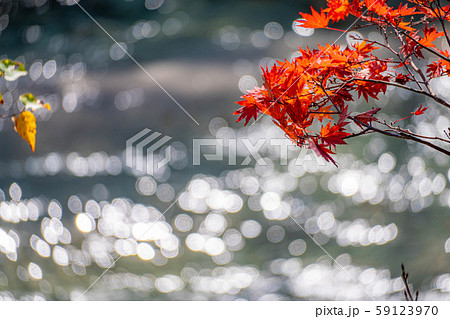 紅葉　もみじ　玉ボケ　高瀬渓谷　【長野県】 59123970