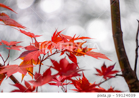 紅葉 もみじ 玉ボケ 高瀬渓谷 【長野県】 紅葉 もみじ 玉ボケ 高瀬渓谷 【長野県】 59124039