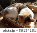 ひなたぼっこ 59124161