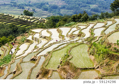 Yuanyang Rice Terraces, Yunnan - China Yuanyang Rice Terraces, Yunnan - China 59124296