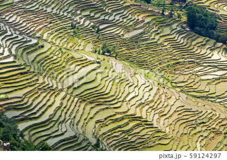 Yuanyang Rice Terraces - Yunnan, China 59124297