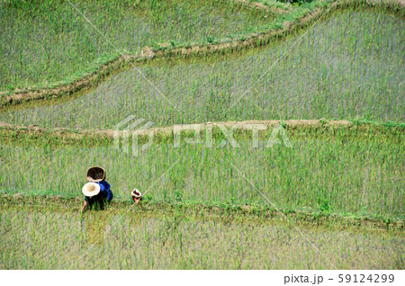 Rice Cultivation in Yuanyang Rice Terraces Rice Cultivation in Yuanyang Rice Terraces 59124299