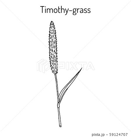 Timothy-grass Phleum pratense , or meadow cats tail, medicinal plant Timothy-grass Phleum pratense , or meadow cats tail, medicinal plant 59124707