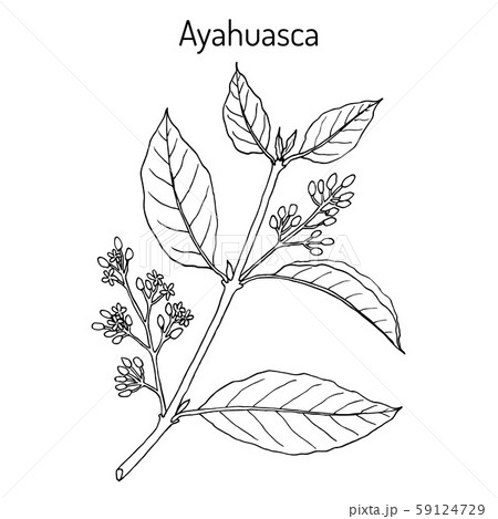 twig plants Red Twig Dogwood Shrub