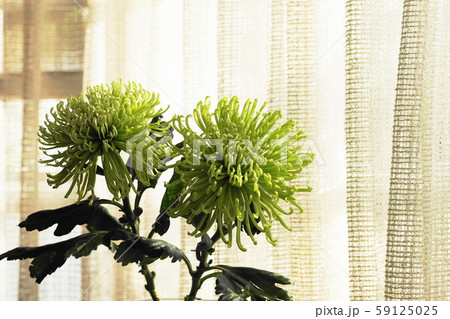 緑のキク　シャムロック　Shamrock 59125025