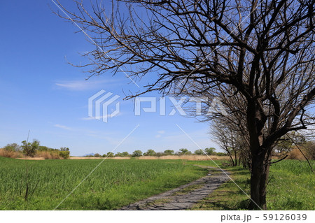 渡良瀬遊水地の風景 渡良瀬遊水地の風景 59126039