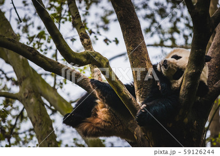 Giant Panda 59126244