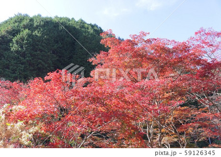 紅葉 59126345