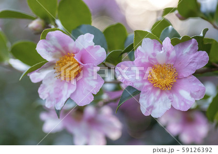 サザンカ 59126392