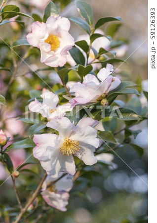 サザンカ 59126393