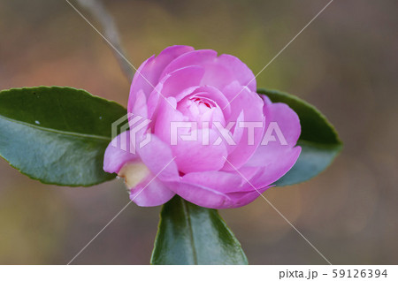 サザンカ 59126394