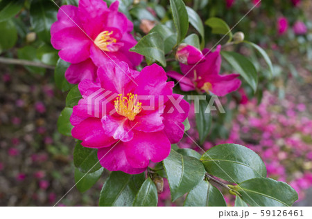 サザンカ 59126461